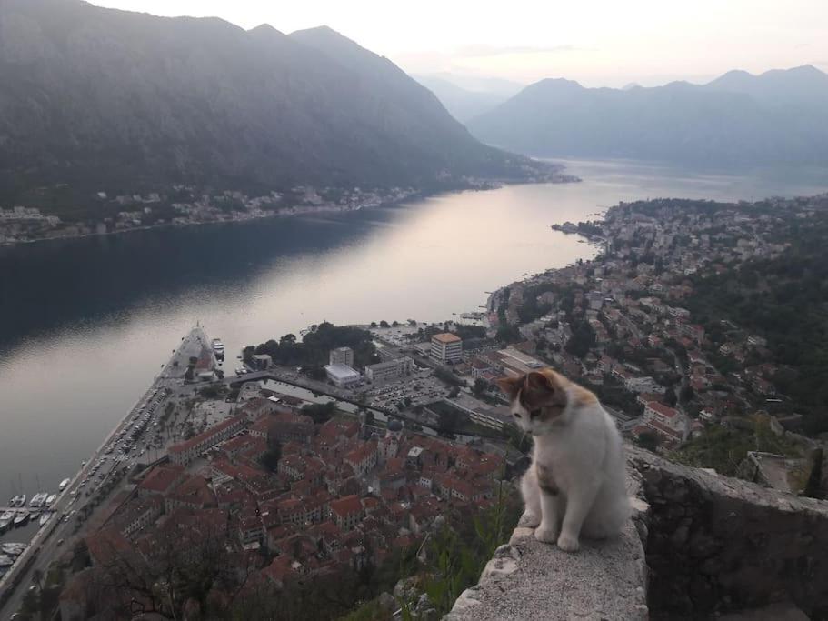 2Br Apartment With Pool Kotor Extérieur photo
